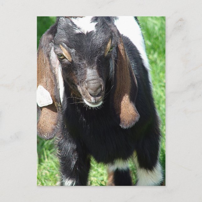 Postal Kalvin (Anverso)