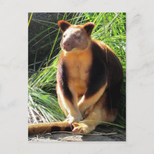 Postal kanga de árbol