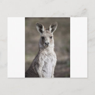 Postal Kangaroo