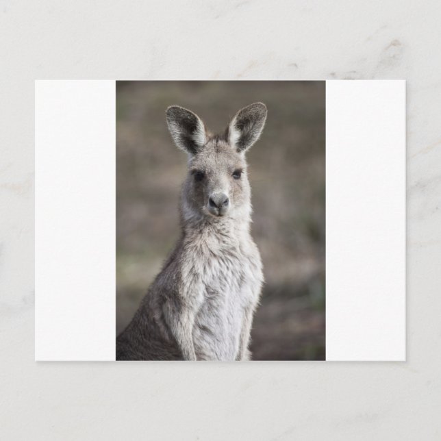 Postal Kangaroo (Anverso)