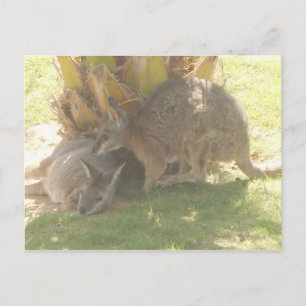 Postal Kangaroo