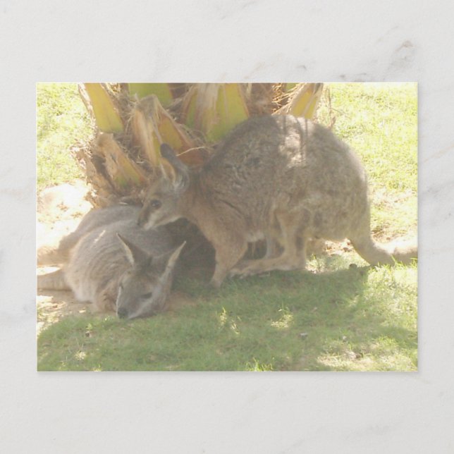 Postal Kangaroo (Anverso)