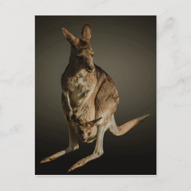 Postal Kangaroo (Anverso)