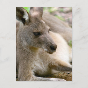 Postal Kangaroo