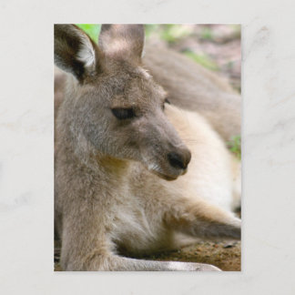 Postal Kangaroo