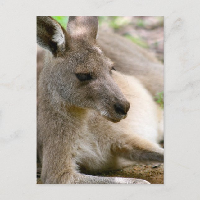 Postal Kangaroo (Anverso)