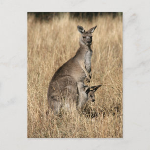Postal Kangaroo con el bebé Joey en Pouch