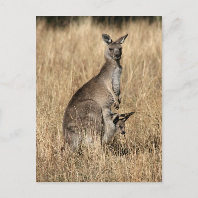Postal Kangaroo con el bebé Joey en Pouch (Anverso)