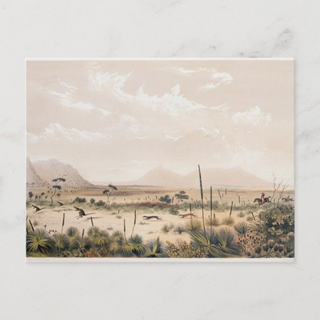 Postal Kangaroo Hunt (Anverso)