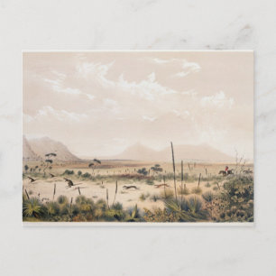 Postal Kangaroo Hunt