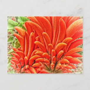 Postal Kangaroo Paw