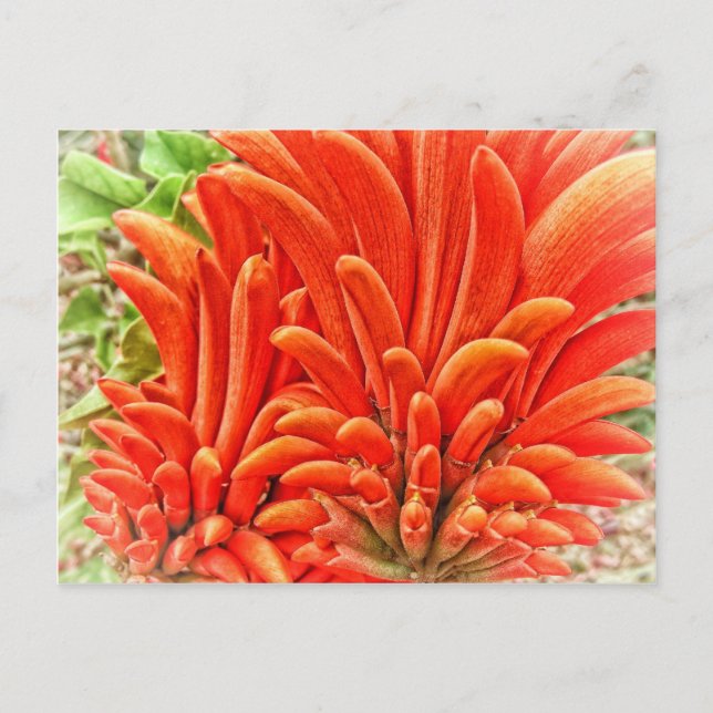 Postal Kangaroo Paw (Anverso)
