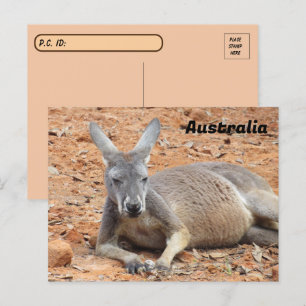 Postal Kangaroo seguro de posttravesía