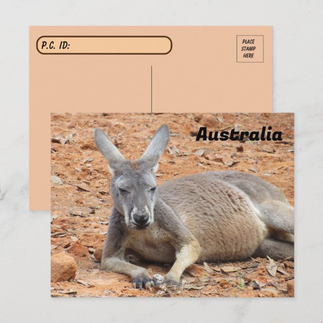 Postal Kangaroo seguro de posttravesía (Anverso / Reverso)
