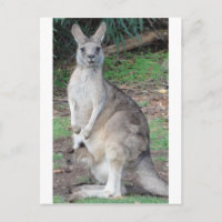 Kangaroo y Joey