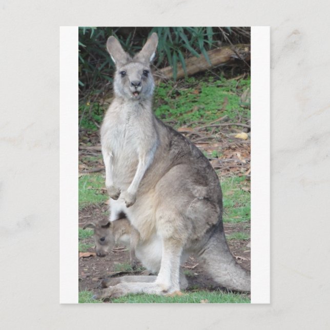 Postal Kangaroo y Joey (Anverso)