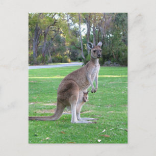 Postal Kangaroo y Joey