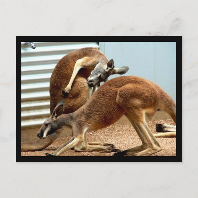 Postal Kangaroos (Anverso)