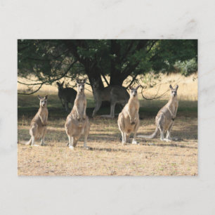 Postal Kangaroos en una fila