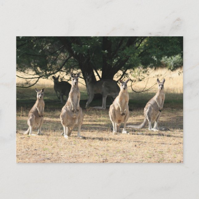Postal Kangaroos en una fila (Anverso)