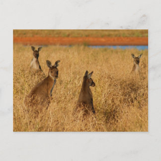 Postal Kangaroos grises occidentales