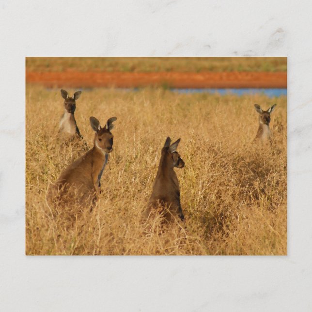 Postal Kangaroos grises occidentales (Anverso)