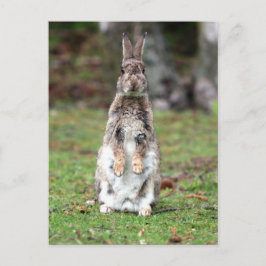 Postal Kaninchen