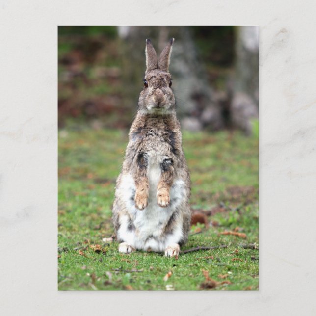 Postal Kaninchen (Anverso)