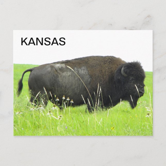 Postal Kansas - Bison/Buffalo Bull (Anverso)