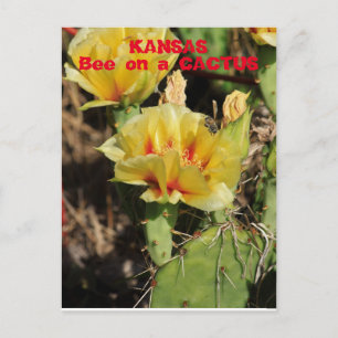 Postal Kansas Cactus con una abeja