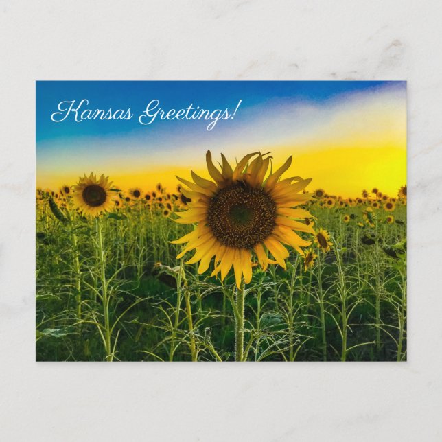Postal Kansas Greetings Sunflower Field (Anverso)