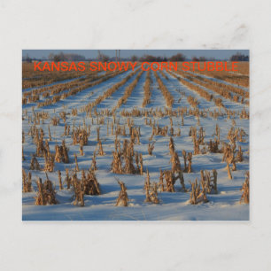 Postal Kansas Snowy corn Stubble POST CARDS
