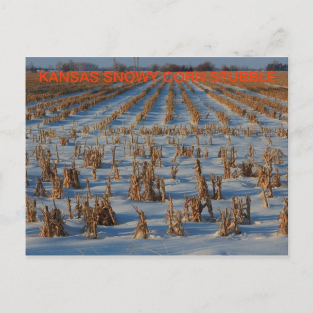 Postal Kansas Snowy corn Stubble POST CARDS (Anverso)