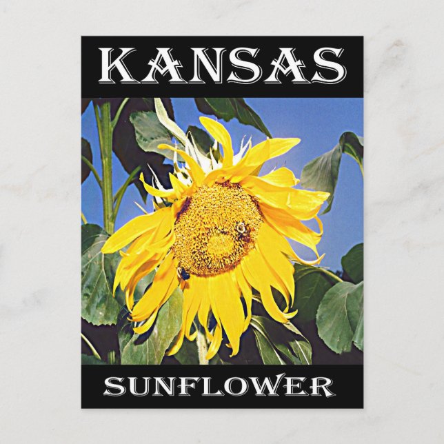 Postal Kansas Sunflower (Anverso)