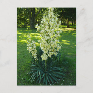 Postal Kansas Yucca