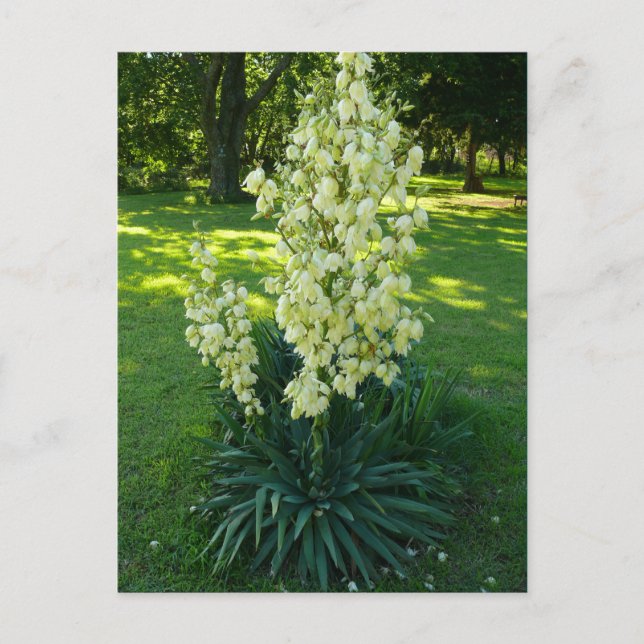 Postal Kansas Yucca (Anverso)