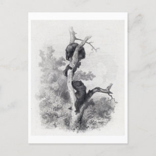 Postal Karl Bodmer - Les Ours The Bears