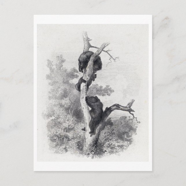 Postal Karl Bodmer - Les Ours The Bears (Anverso)