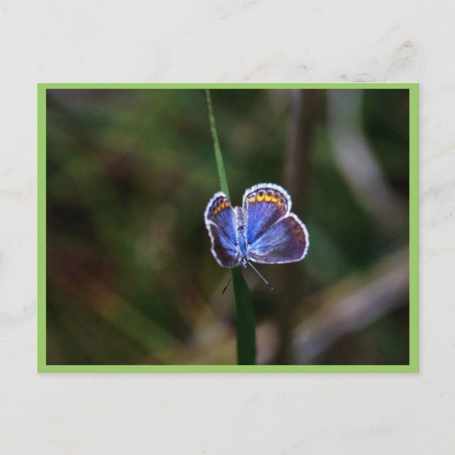 Postal Karner Blue Butterfly (Anverso)