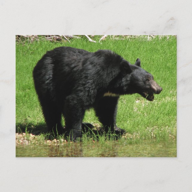 Postal Kasha Bear 1 (Anverso)