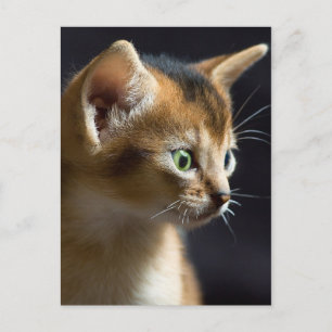 Postal kat
