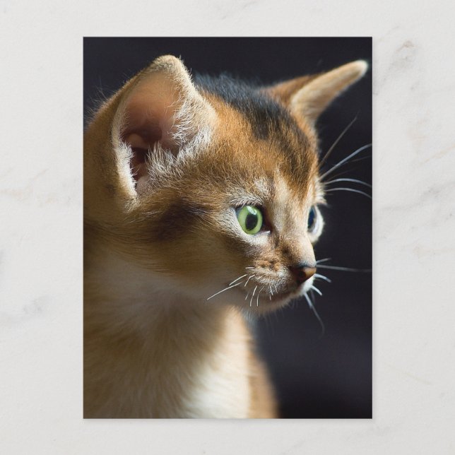 Postal kat (Anverso)