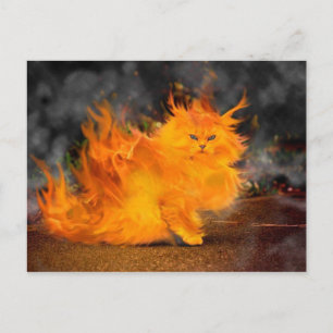 Postal kat de vuur