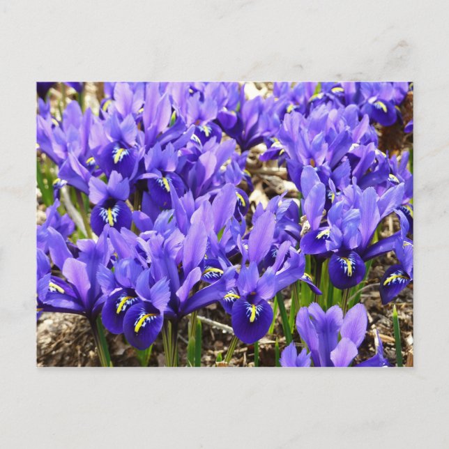 Postal Katherine Hodgkin Iris Purple Spring Floral (Anverso)