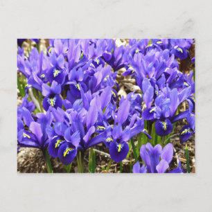 Postal Katherine Hodgkin Iris Purple Spring Floral