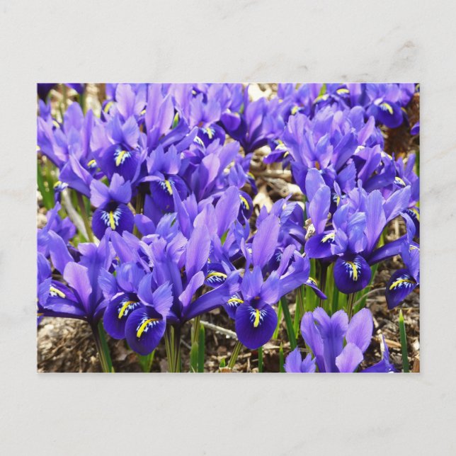 Postal Katherine Hodgkin Iris Purple Spring Floral (Anverso)