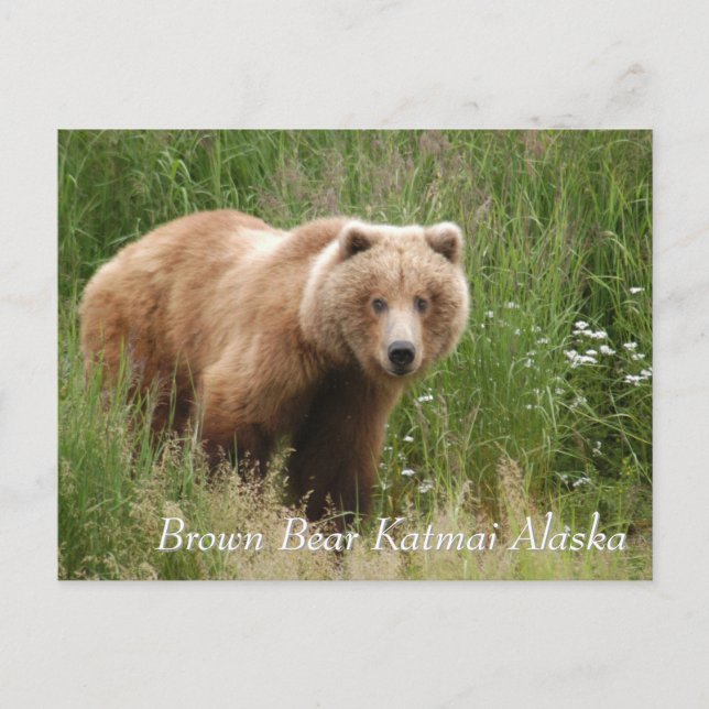Postal Katmai Alaska (Anverso)