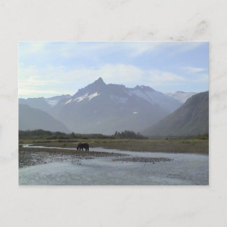 Postal Katmai Brown Bear