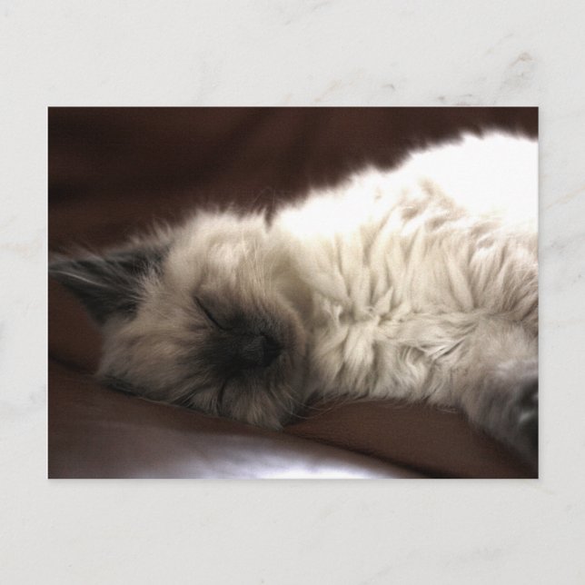 Postal Kattunge/Kitten (Anverso)