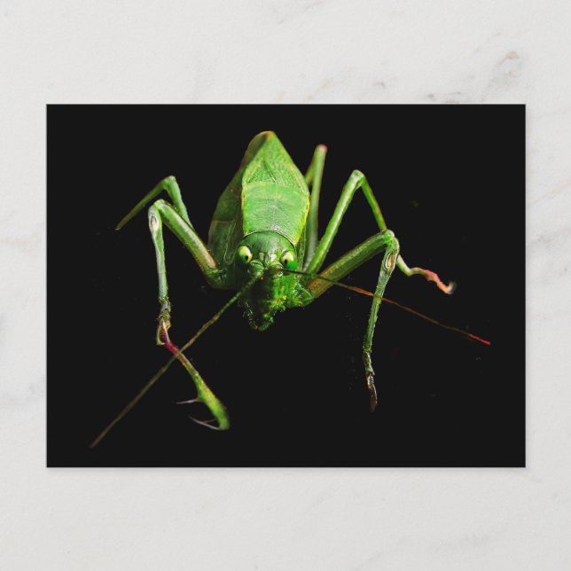 Postal Katydid (Anverso)